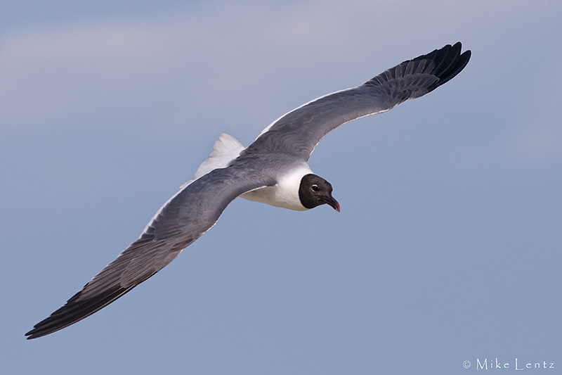 Laughing Gull