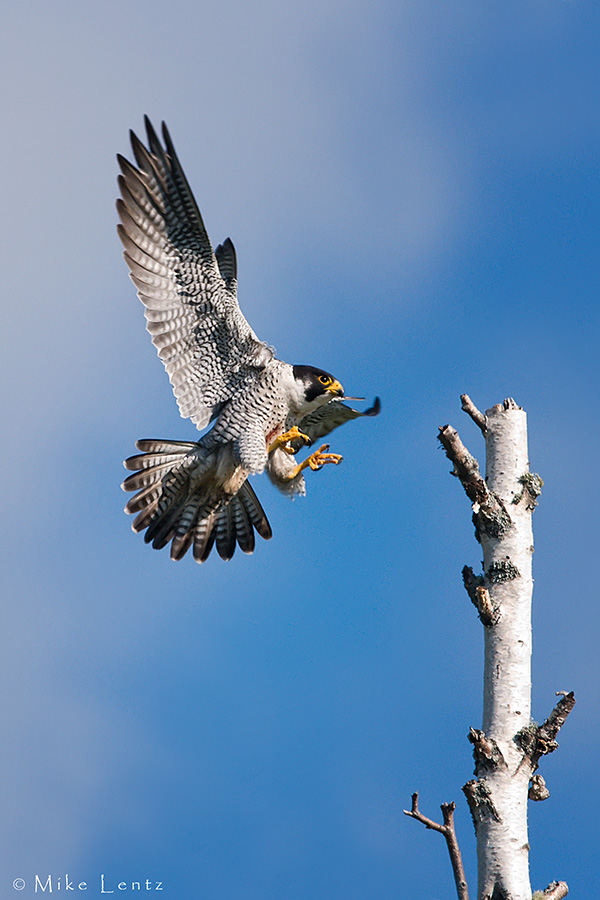 Peregrine Falcon