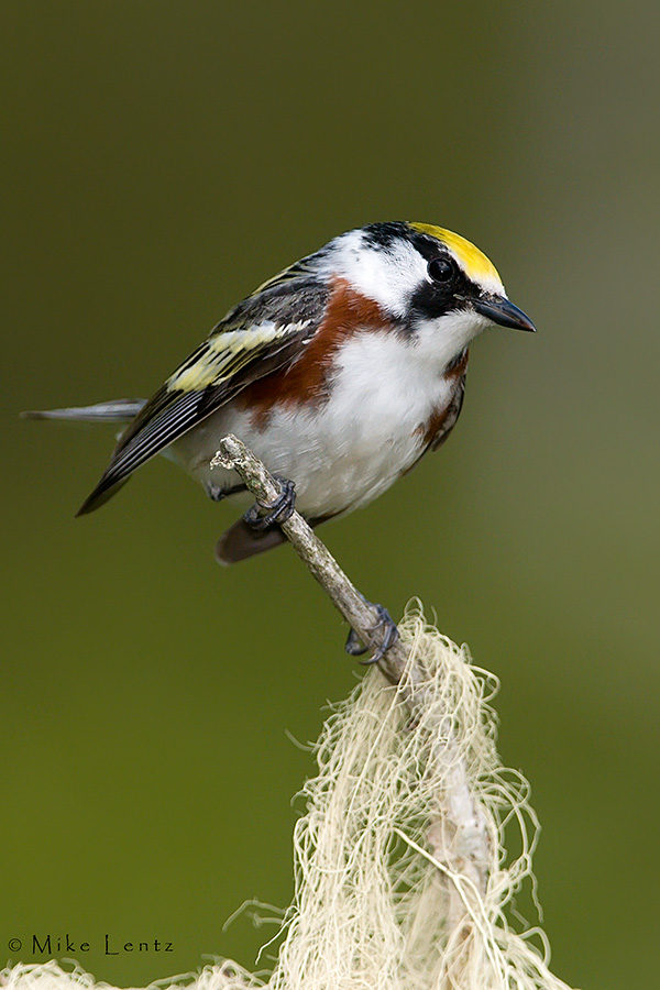 Chestnut sided warbler