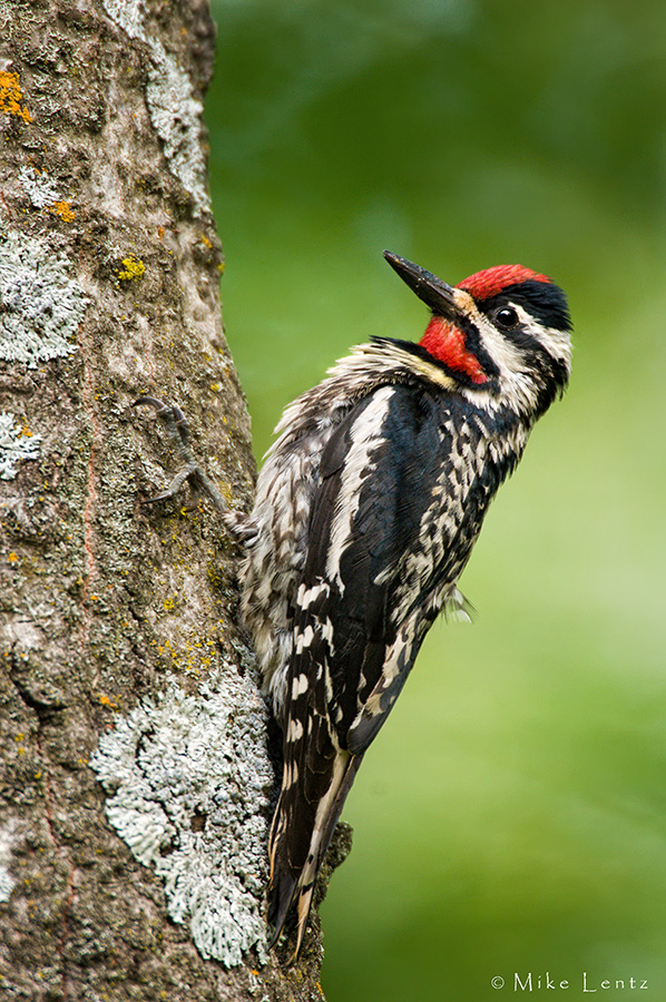 Yellow bellied Sapsucker (Male)