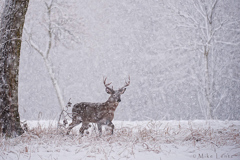8 point buck in heavy snowfall