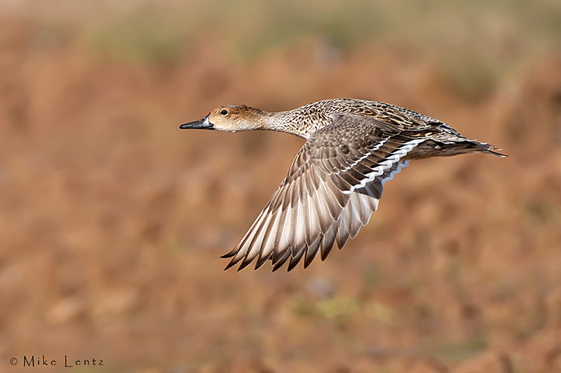 Pintail hen in flight