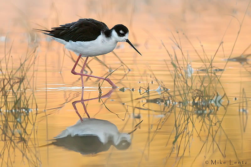 Black necked stilt