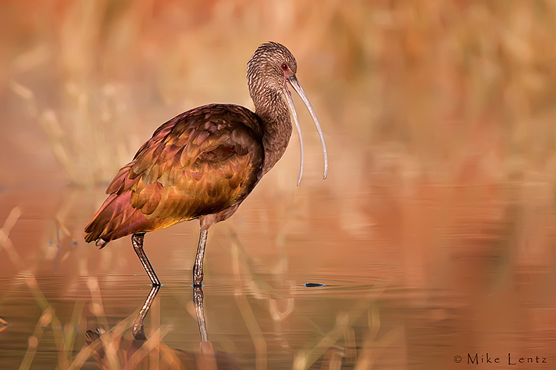 White Faced Ibis