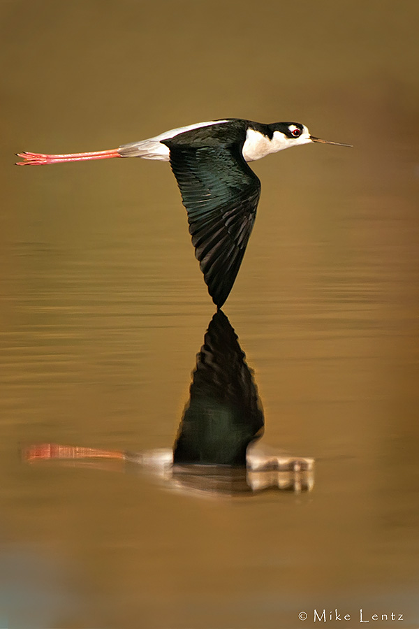 Black necked stilt