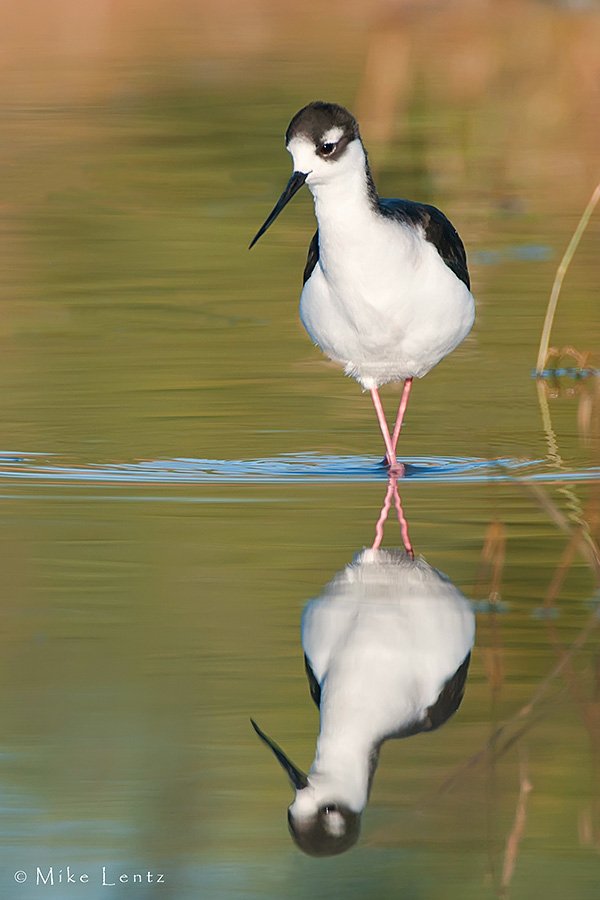 Black Necked Stilt