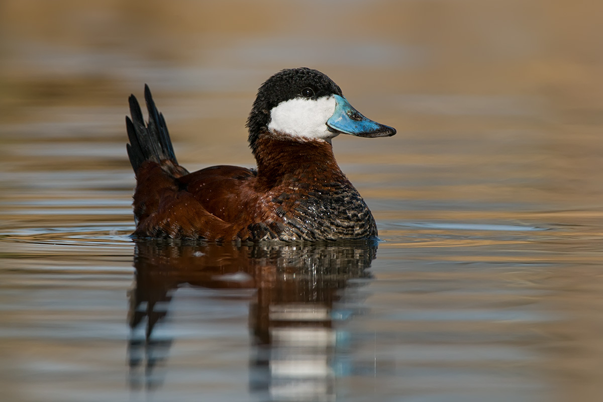 Ruddy Duck