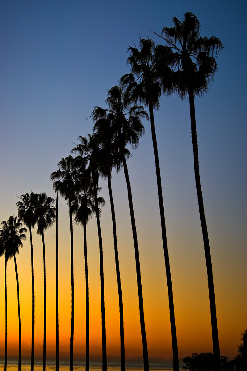 La Jolla Palms at sunset