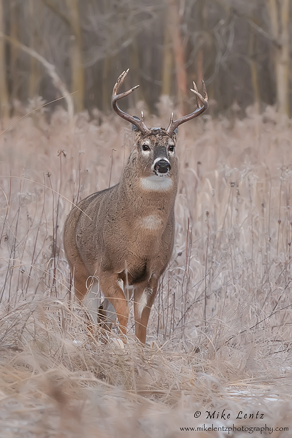 Bruiser in soft light
