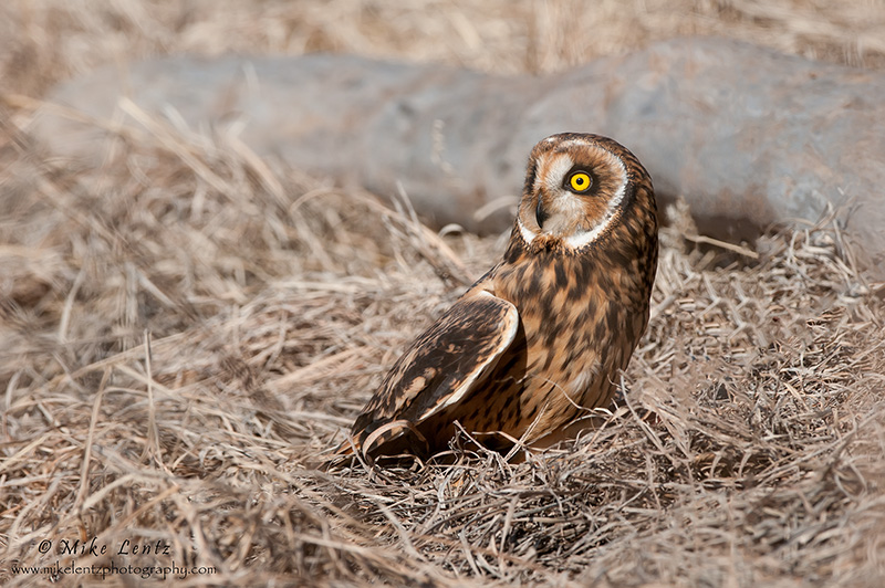 Short-eared Owl in prairie grass
