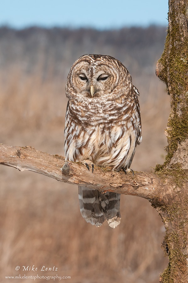 Barred Owl