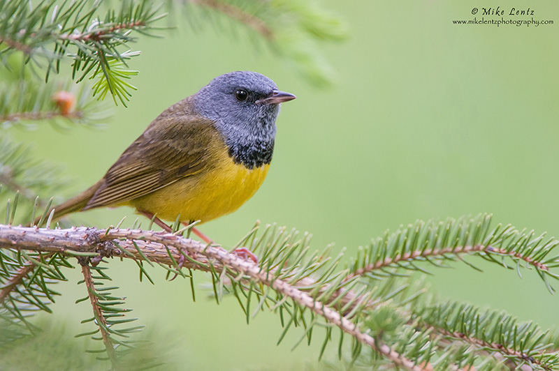 Mourning warbler in pines