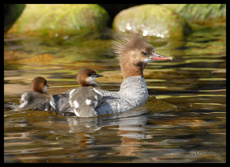Common mergie giving a ride