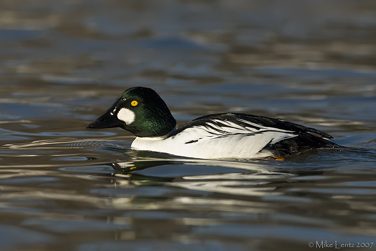 Goldeneye Drake down low