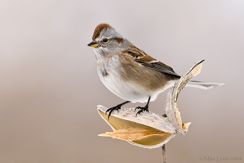 American Tree Sparrow on milweed pod