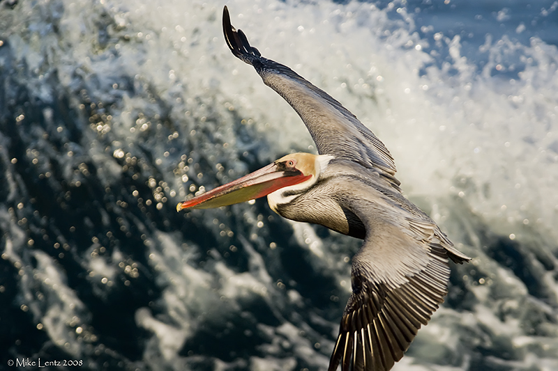 Pelican against surf wall
