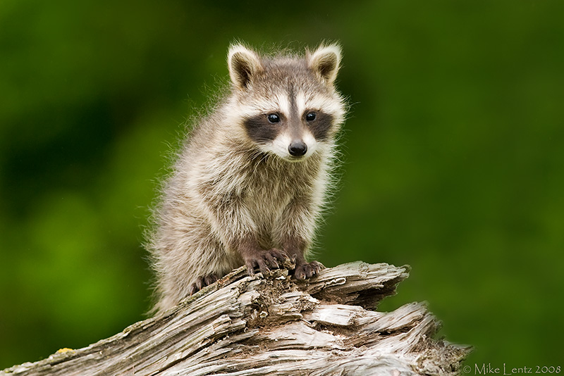Racoon baby
