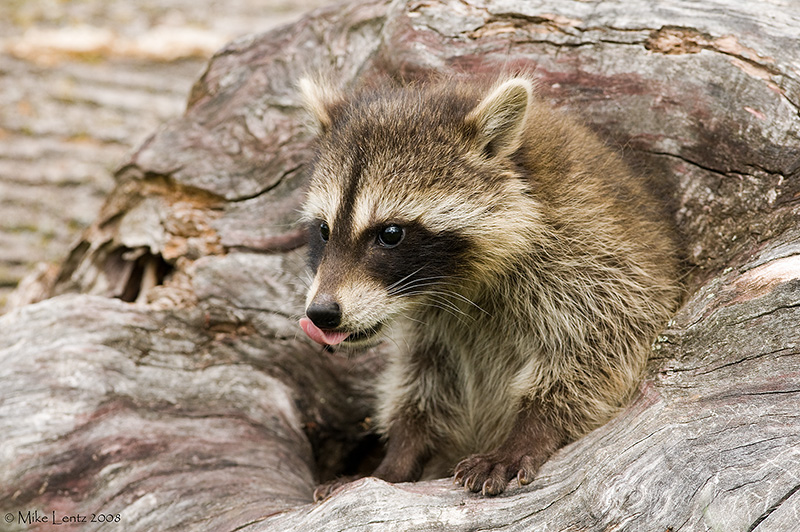 Racoon lick