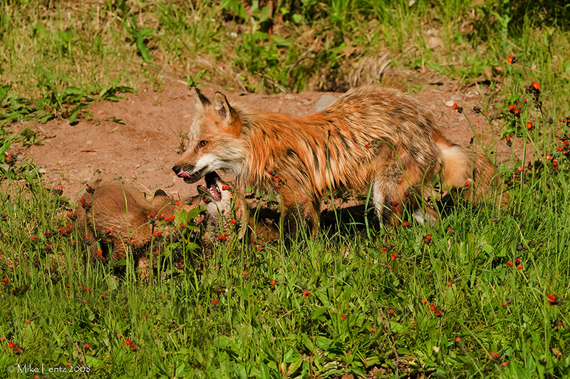 Fox with young