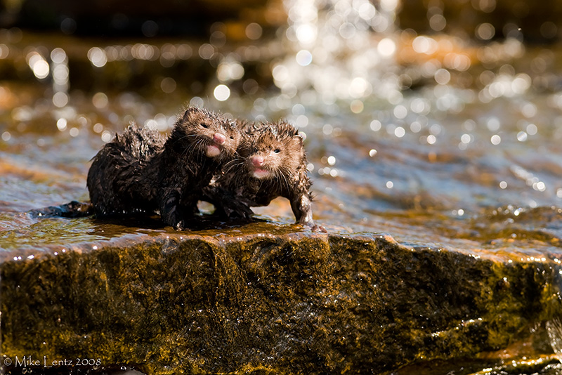 Mink babies playing in water