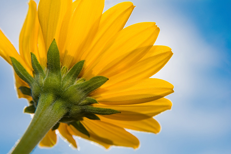 Reach for the sun