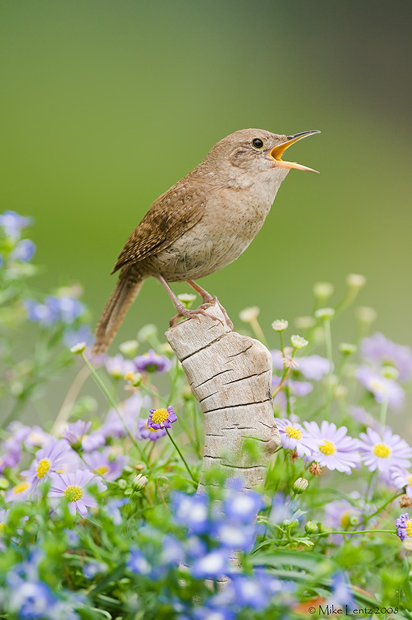 House wren singing