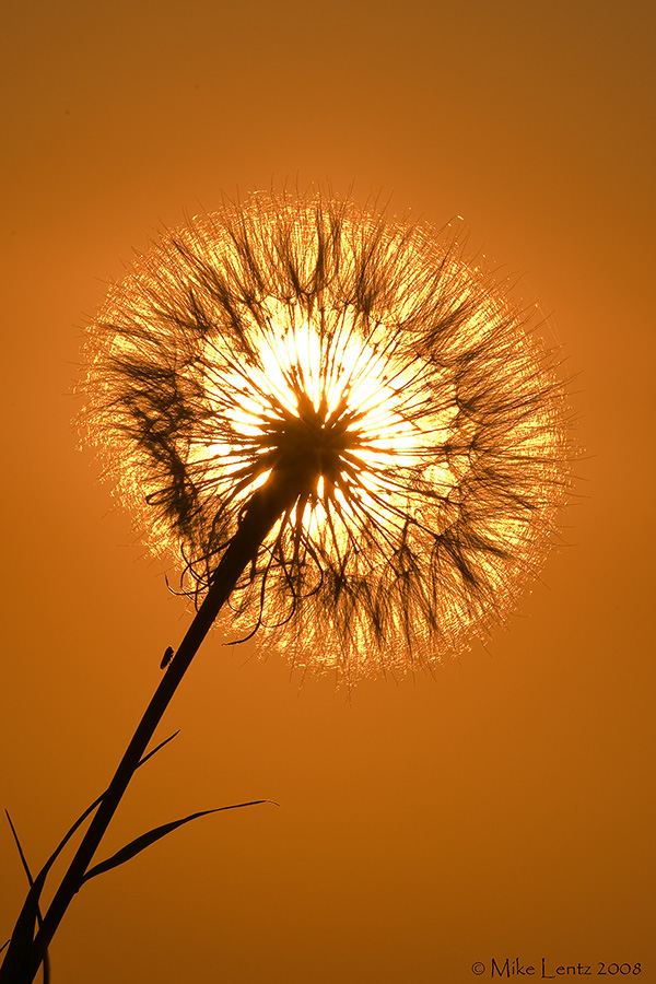 Puffball sunset