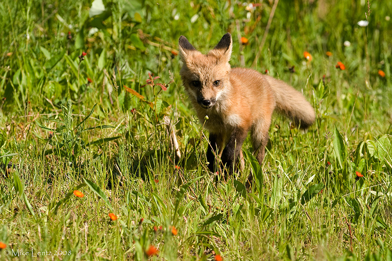 Fox pup trot