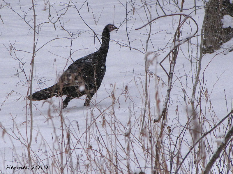 Dindon sauvage - Wild Turkey