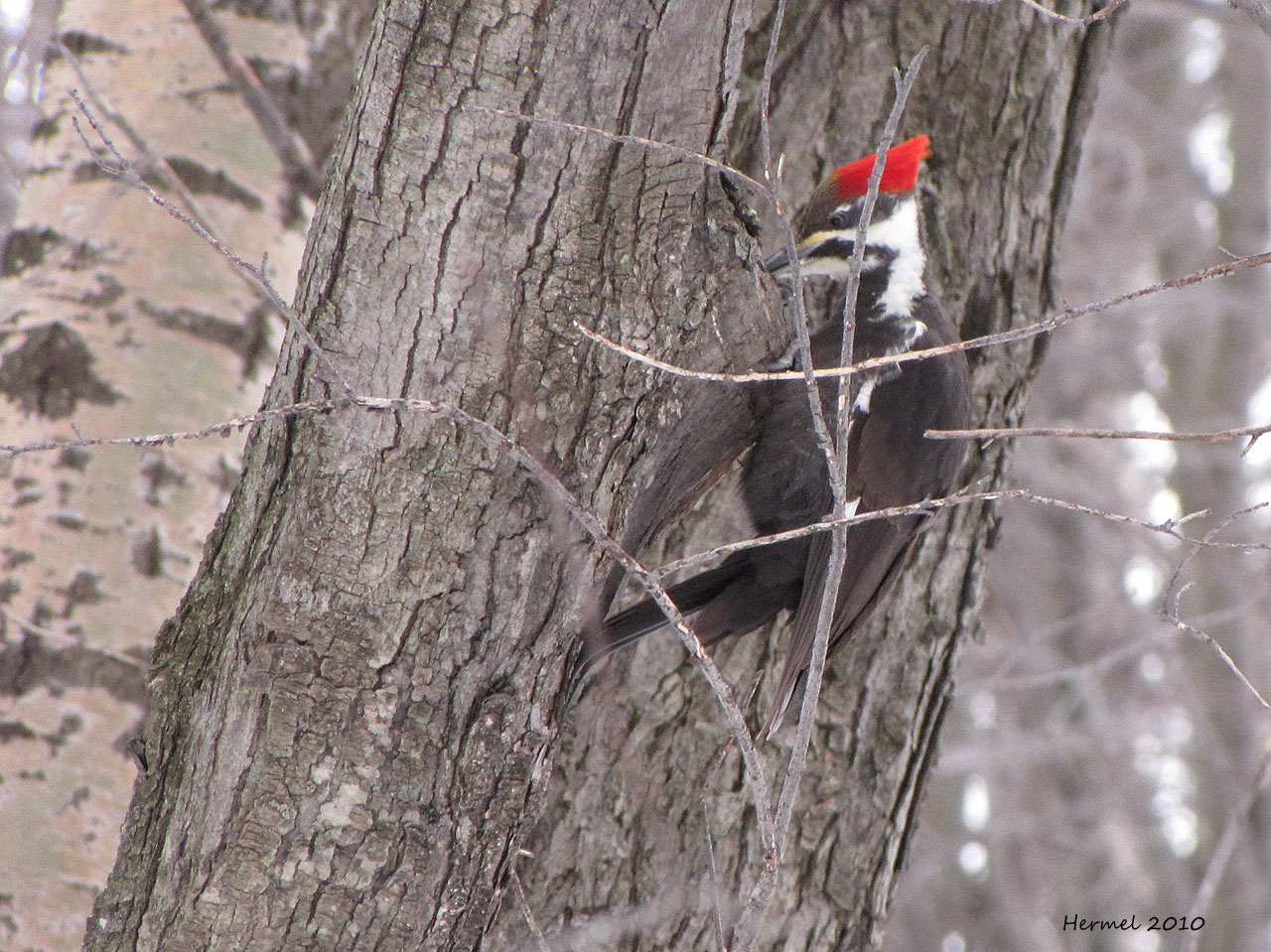 Grand Pic - Pileated Woodpecker