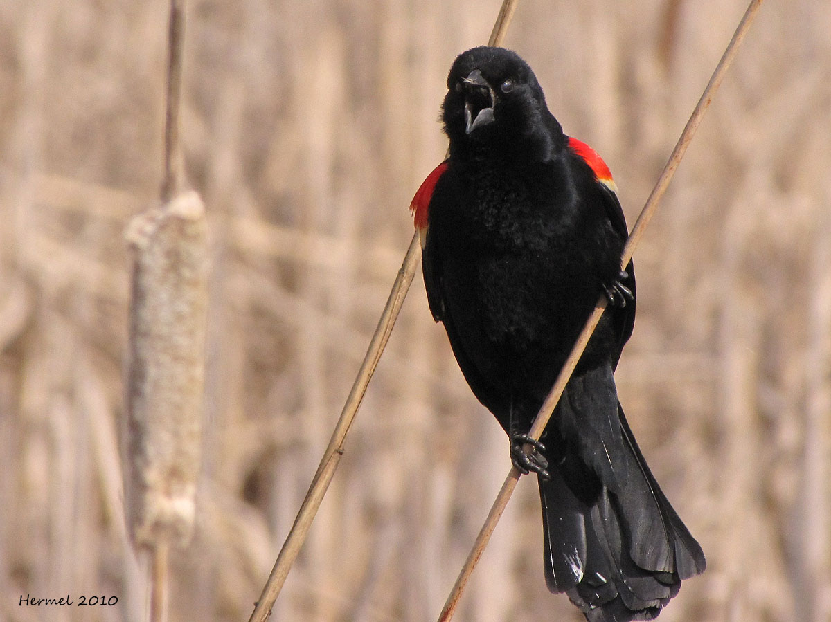 Carouge  paulettes - Red-winged Blackbird