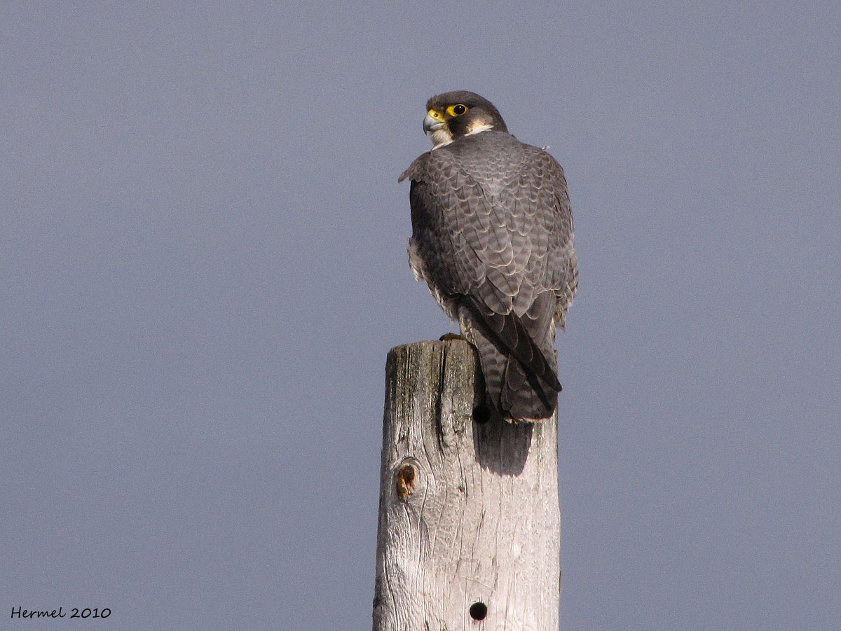 Faucon plerin - Peregrine Falcon