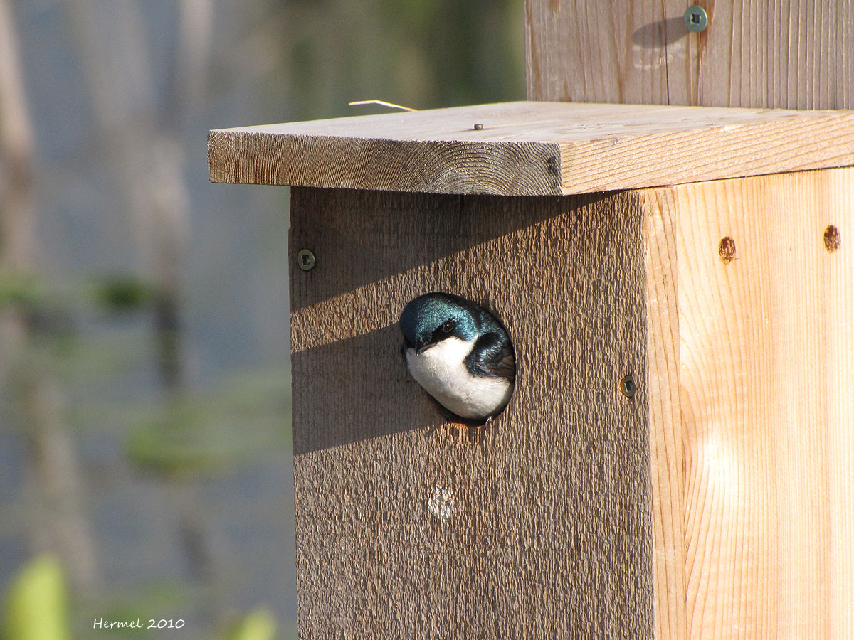 Hirondelle bicolore - Tree Swallow