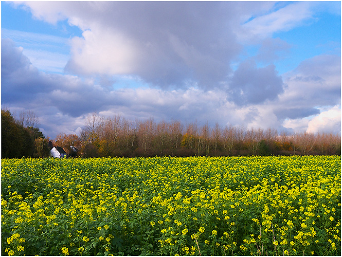Koolzaad op het Dijkveld