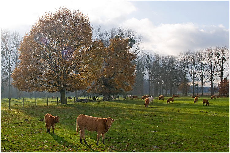 De Wijnegemhofstraat en haar koeien