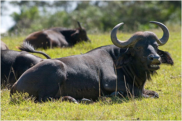 Water Buffalo
