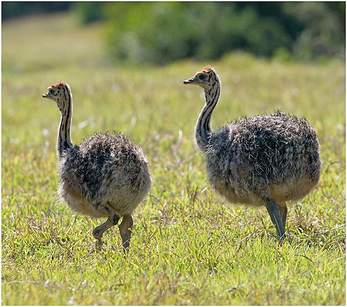 Young ostriches