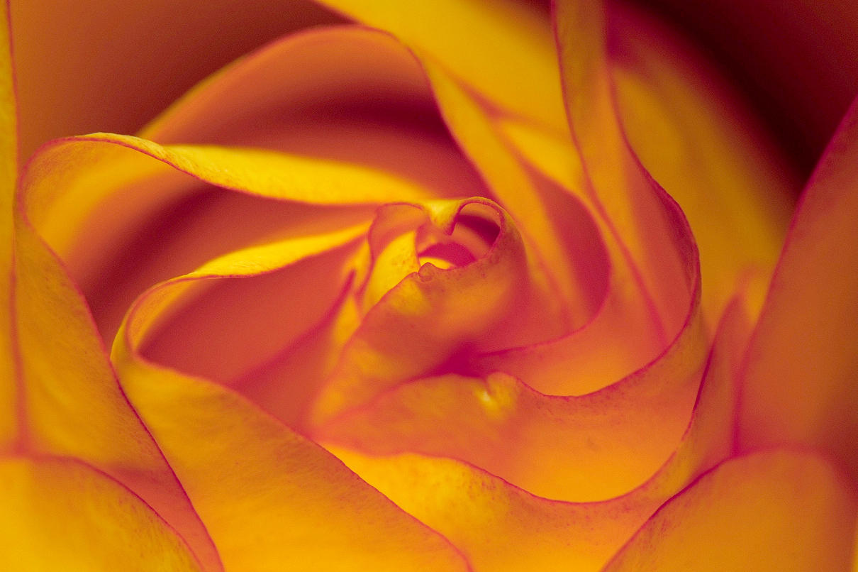 Rose #2