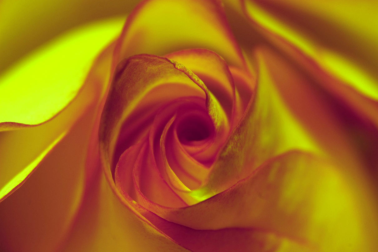 Rose #1