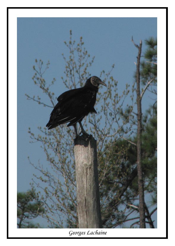 Urubu noir - Coragys atratus ( Alligator river NWR  )