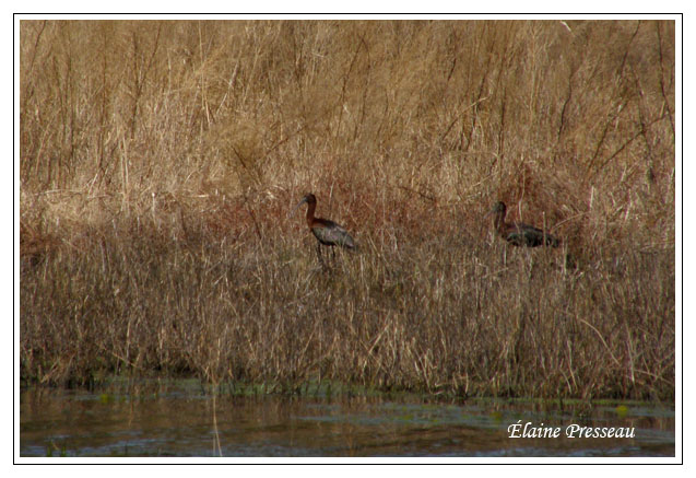 Ibis falcinelle - Plegadis falcinellelus ( Chincoteaque NWR )