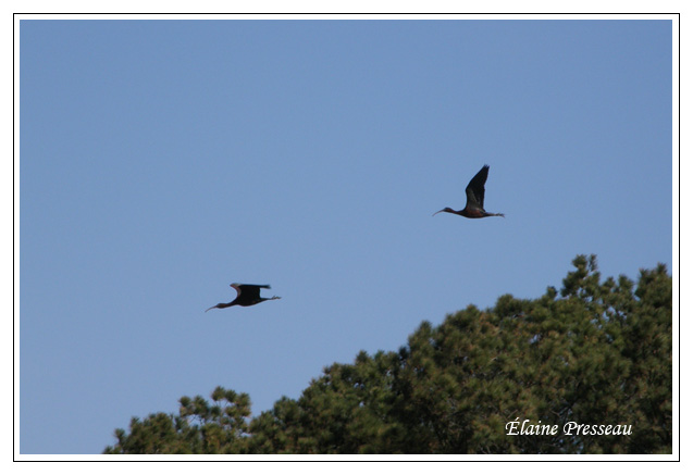 Ibis falcinelle - Plegadis falcinellelus ( Chincoteaque NWR )