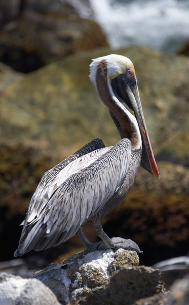 _G2F6979.jpg