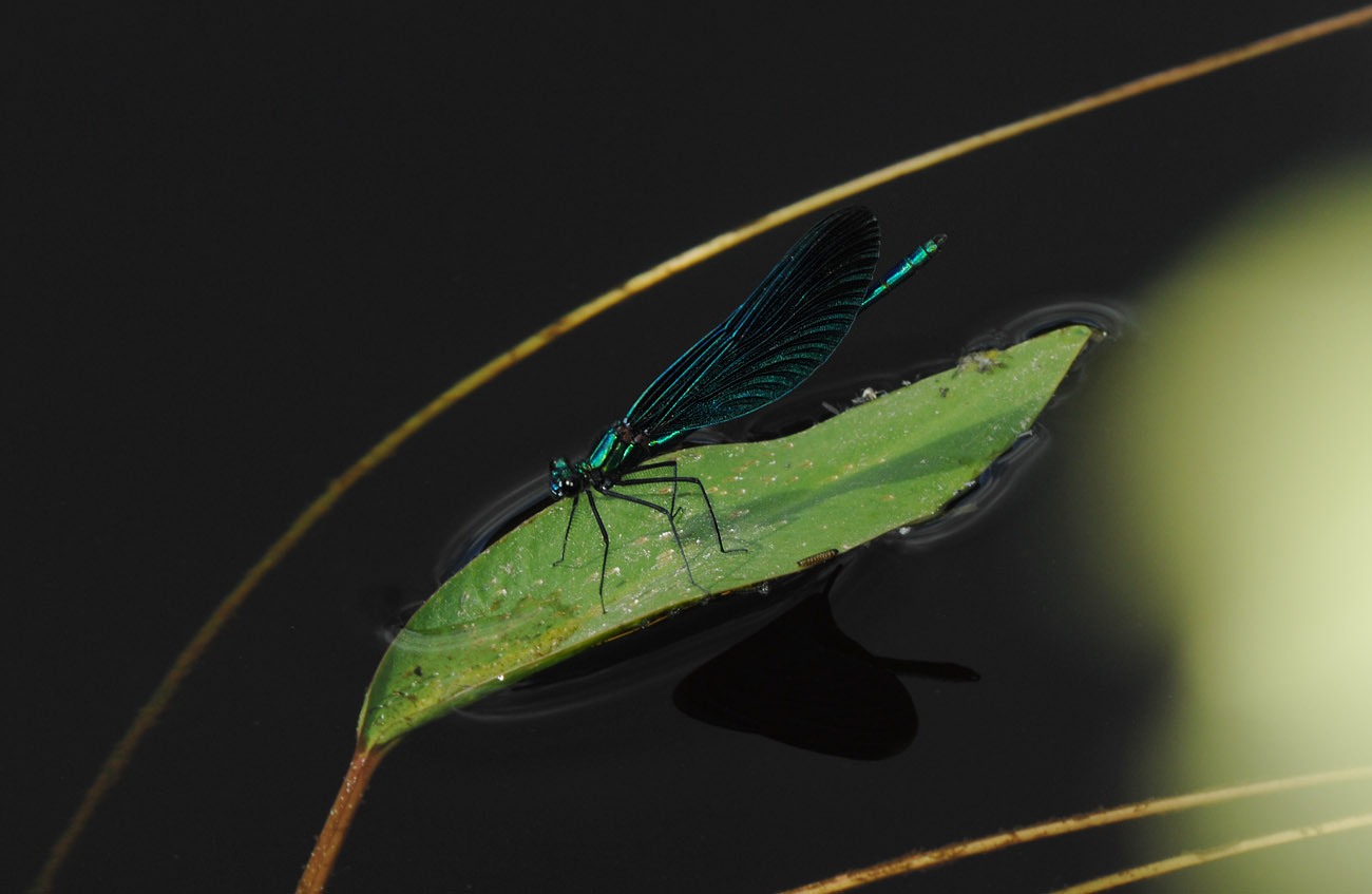 Calopteryx-virgo_male.jpg