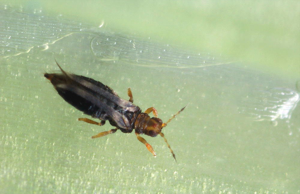 Hercinothrips-femoralis.jpg