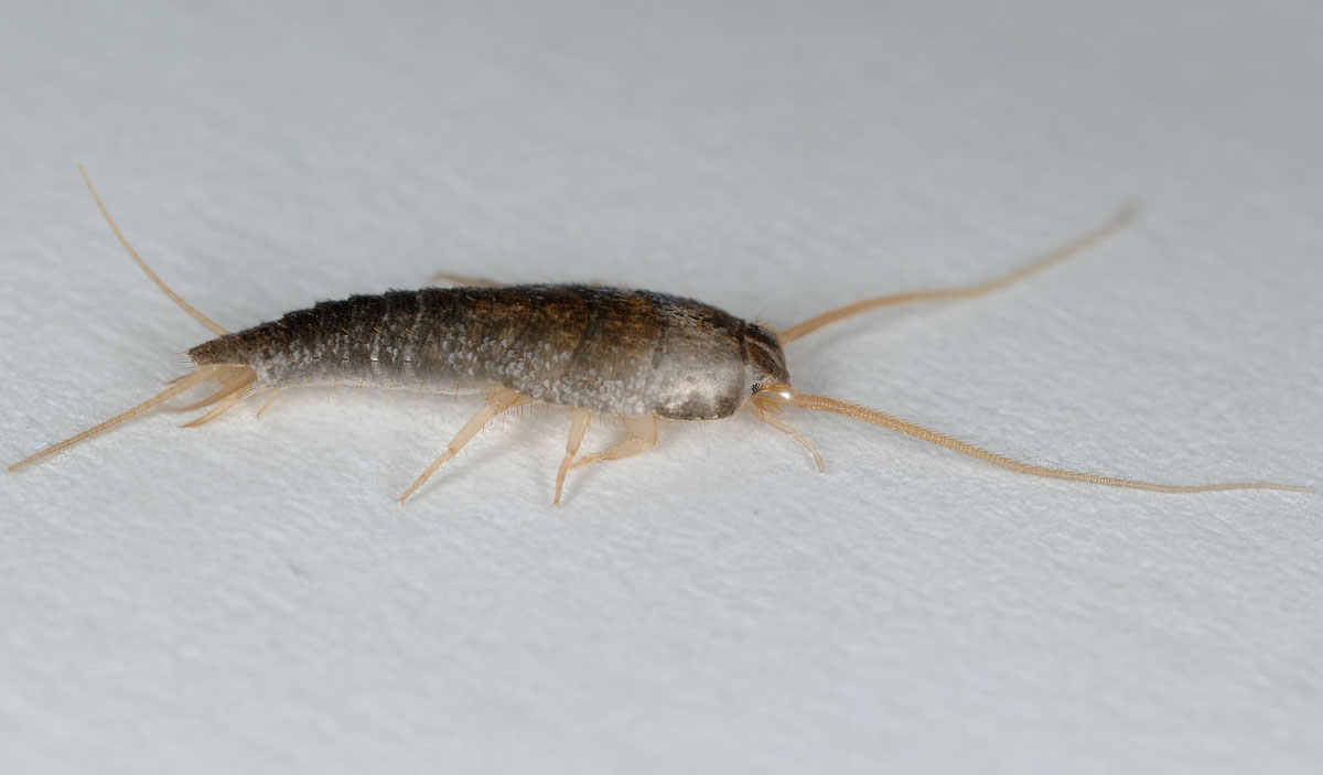 Lepisma-saccharina.jpg