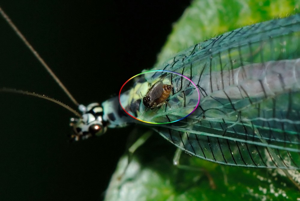 Culicoides_on_Chrysopa-perla.jpg