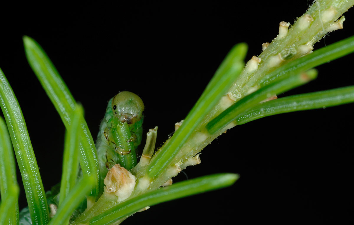 Pristiphora-abietina.jpg