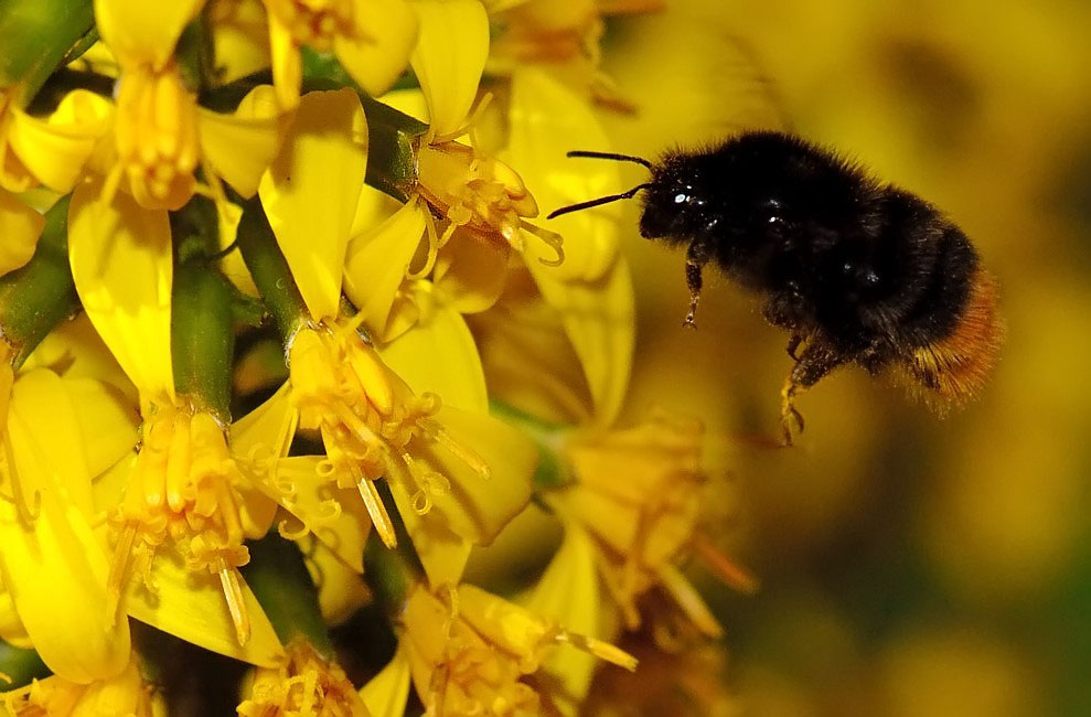 Bombus-lapidarius.jpg