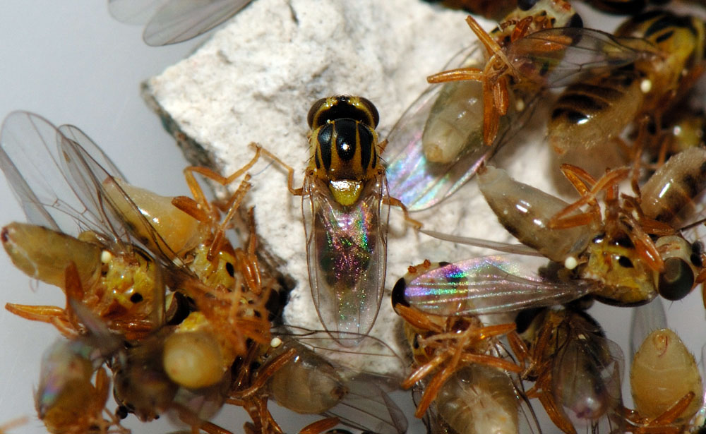 Thaumatomyia-notata.jpg